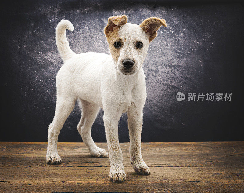 牧牛犬小狗