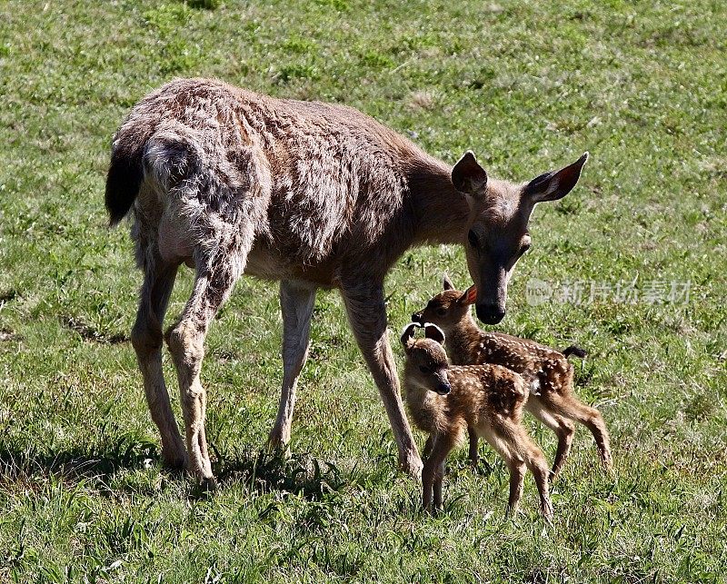 鹿妈妈和她的新小鹿