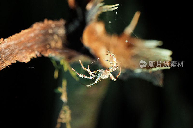 厄瓜多尔雨林中的昆虫