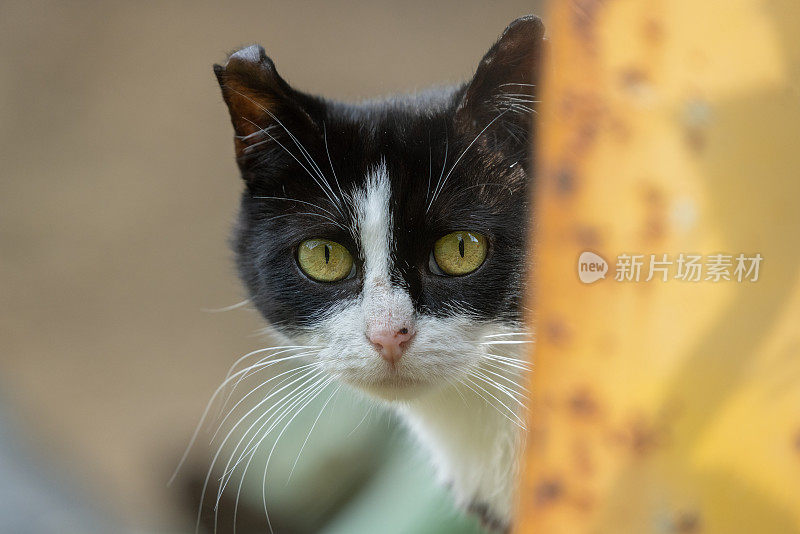 野猫