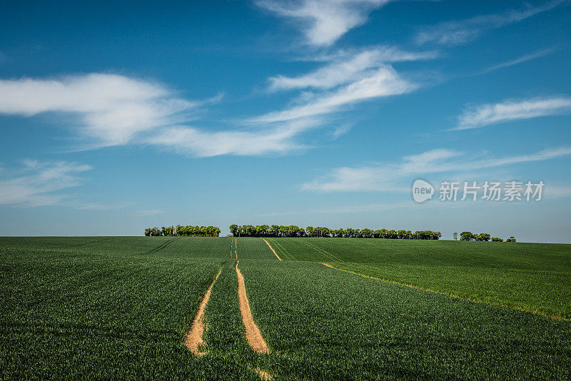 美丽的绿色开放农场在温暖的夏天一天