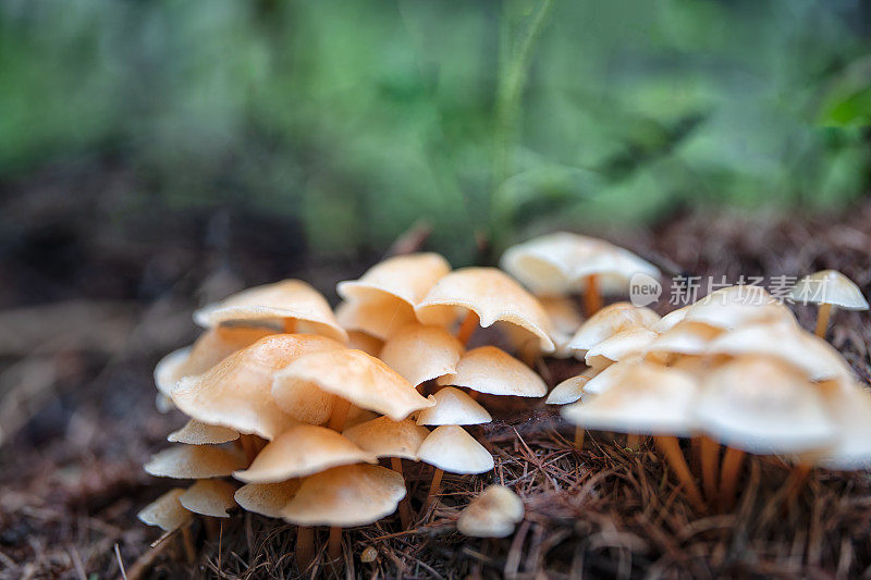 野生蘑菇的特写镜头