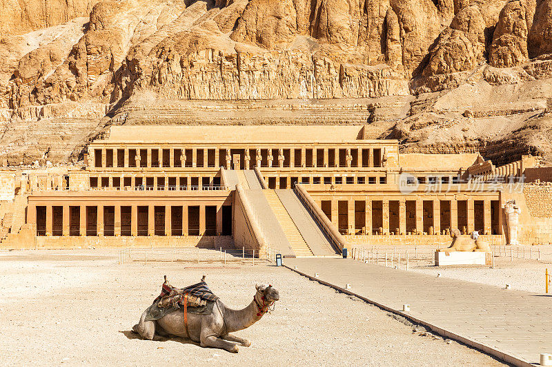 上埃及，卢克索，哈特谢普苏特停尸庙附近的可爱骆驼