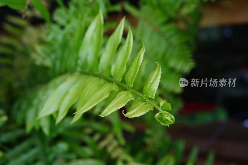 绿色的蕨类植物