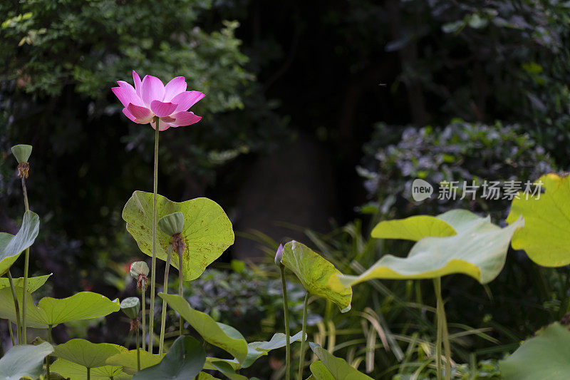 荷花在池塘里。