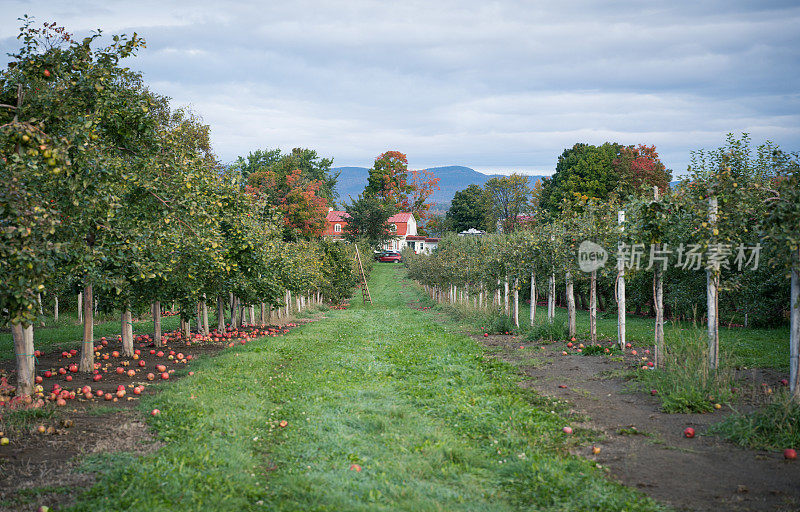 红苹果树和苹果采摘在秋天的果园，加拿大魁北克