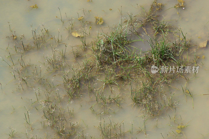 泥草农田，淹水耕地，淹水农田，高架视野