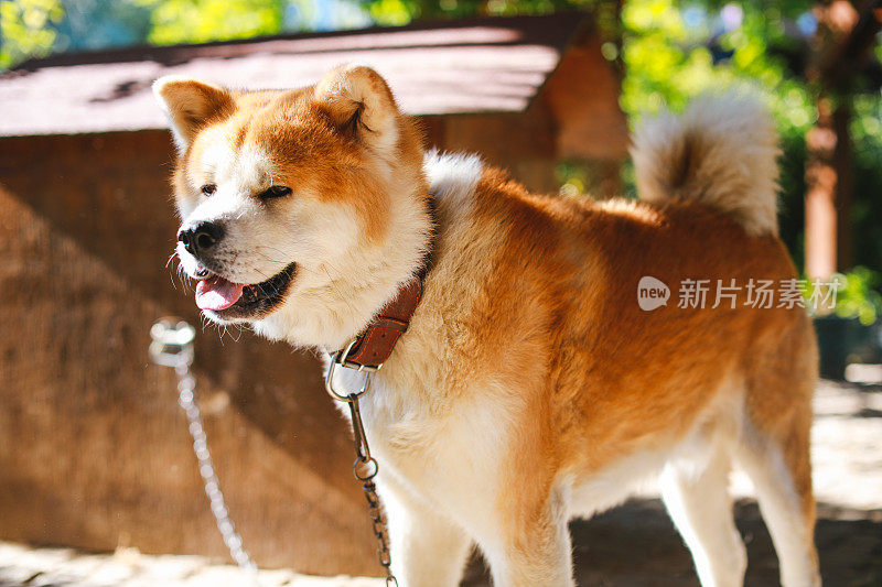 可爱的柴犬肖像