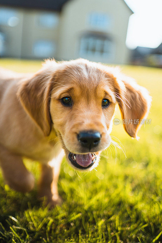 金毛寻回犬在草地上玩耍