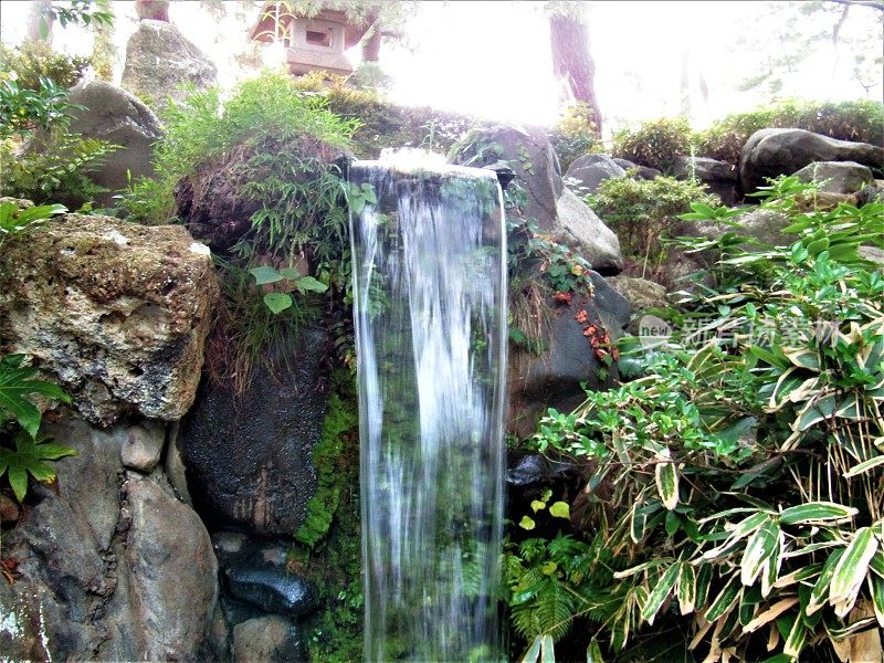 日本。8月。日本花园的小瀑布。石川县小松市。