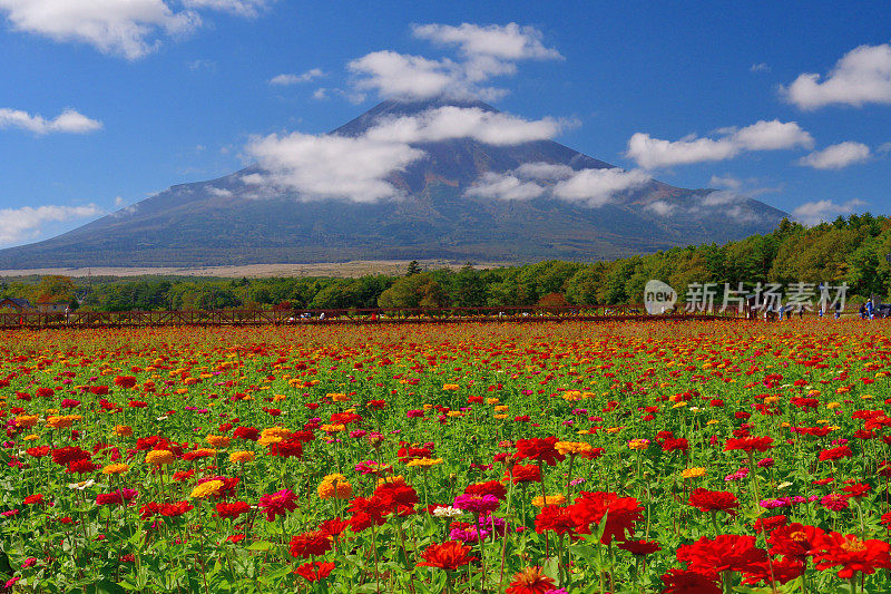 富士山和百日草