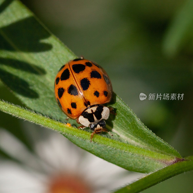 亚洲瓢虫，(异色瓢虫)，亚洲瓢虫