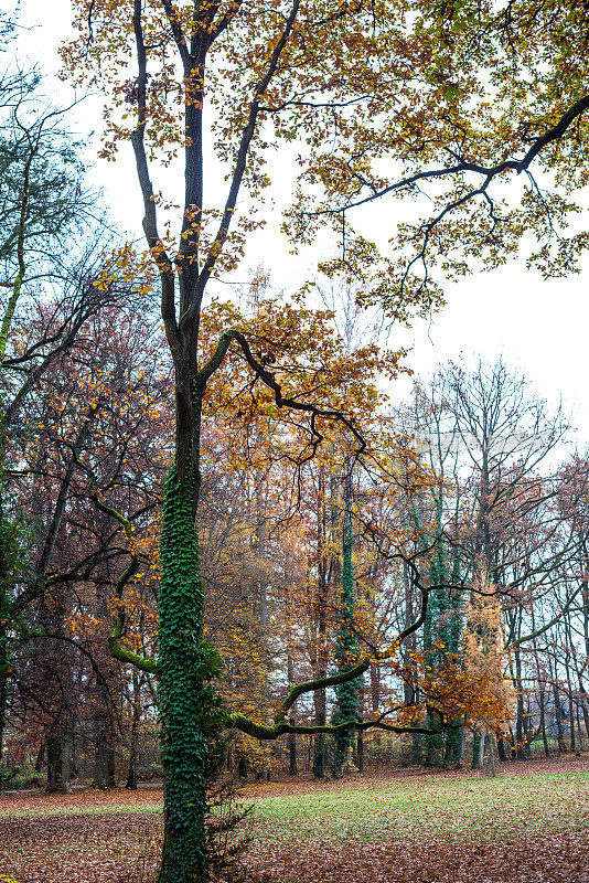 德国巴伐利亚州施瓦巴赫市的Stadtpark，秋天的彩色树木