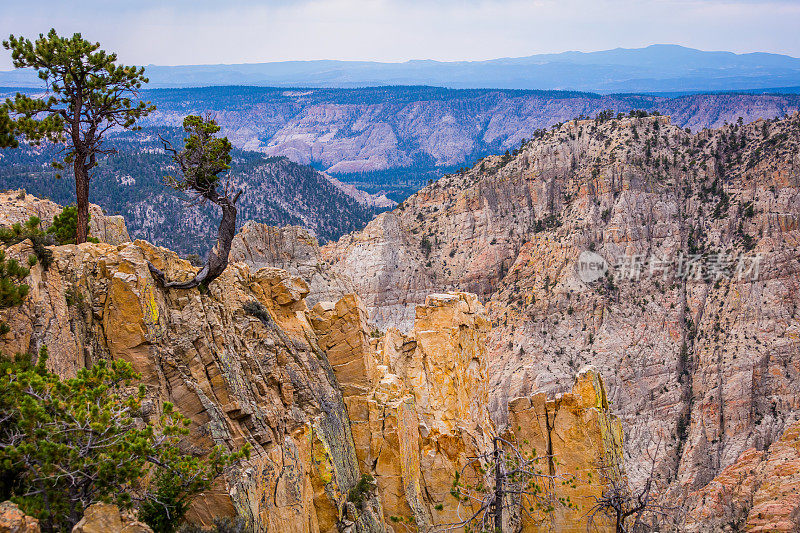 神奇的峡谷。山的风景。岩石山坡上的绿色松树。位于美国犹他州中南部荒野地区的地狱骨干路。