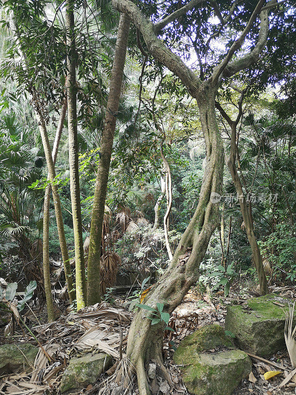 龙虎山郊游径，香港