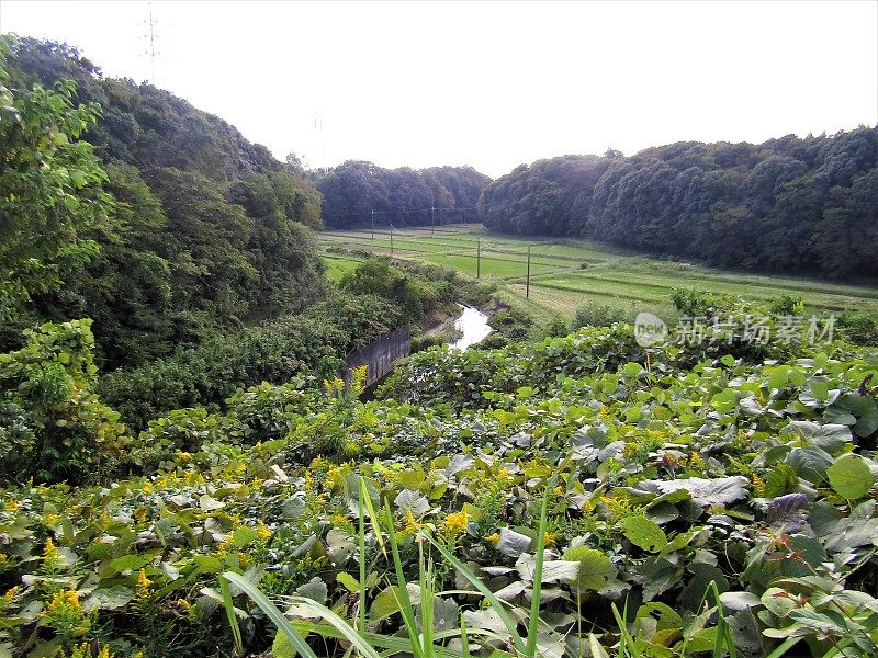 日本。十月。景观与小河。