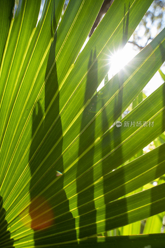 单背光棕榈叶与分裂，尖锐的阴影和太阳爆发