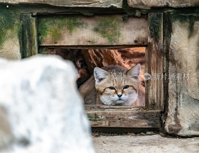 沙猫眺望