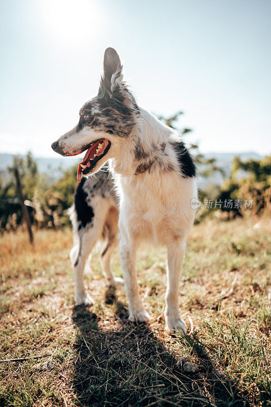 黄昏时的博德牧羊犬