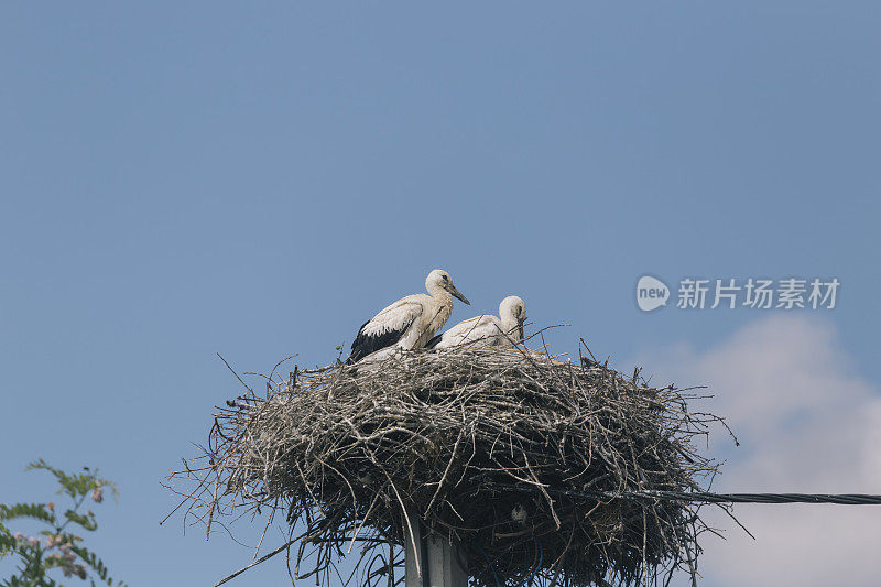 巢中的一对白鹳