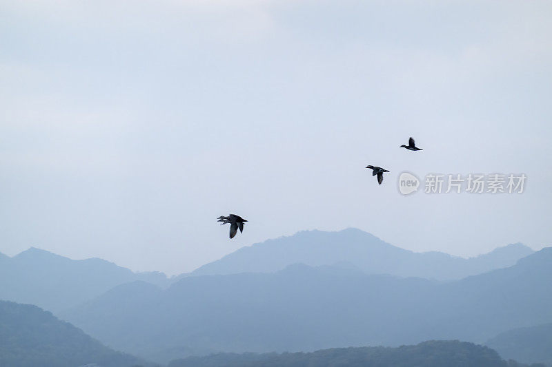 一群鸟飞过群山