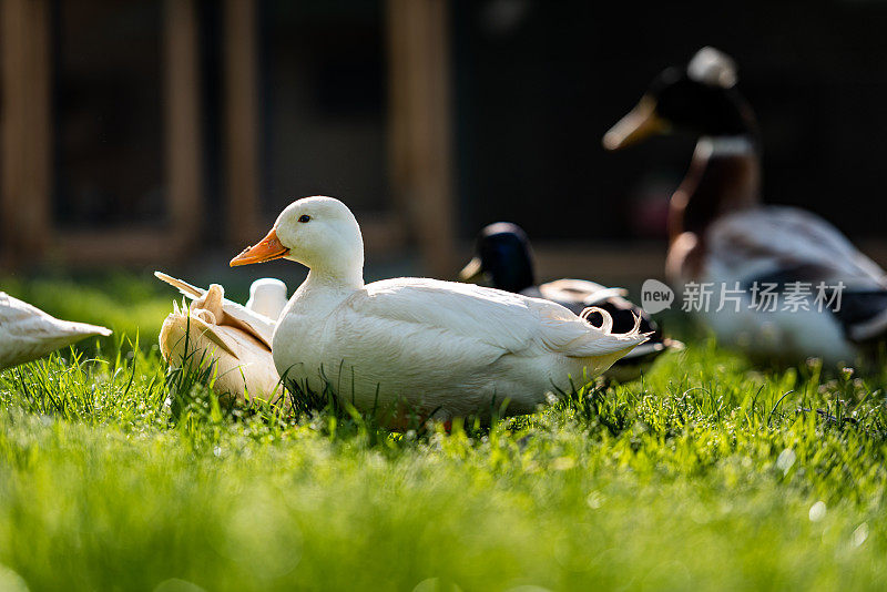 家萌白北京鸭在春天的青草上享受