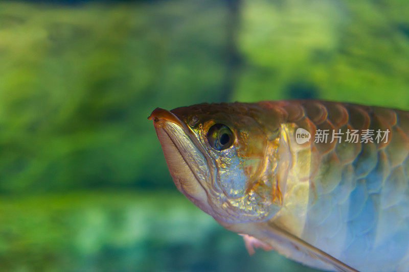 水族箱中的龙鱼特写镜头