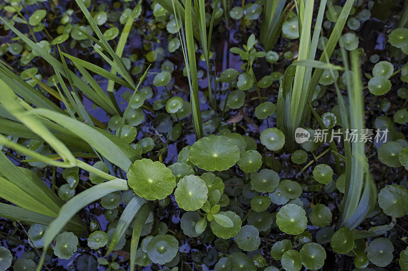 HYDROCOTYLE