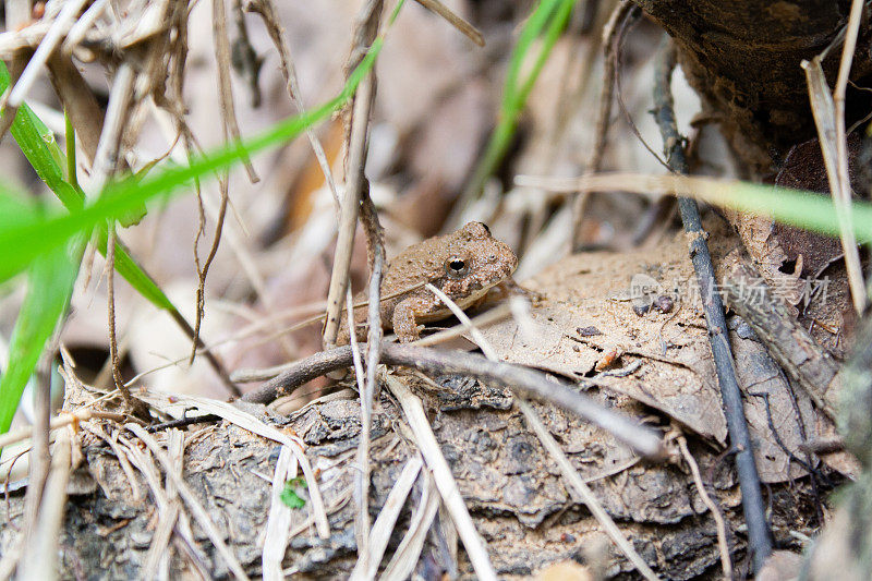 青蛙隐藏在自然地形中。