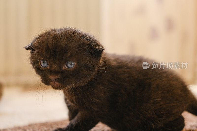 婴儿的小猫。黑色的长着蓝色眼睛的小猫。国内kitten.Pet。英国短毛黑猫。