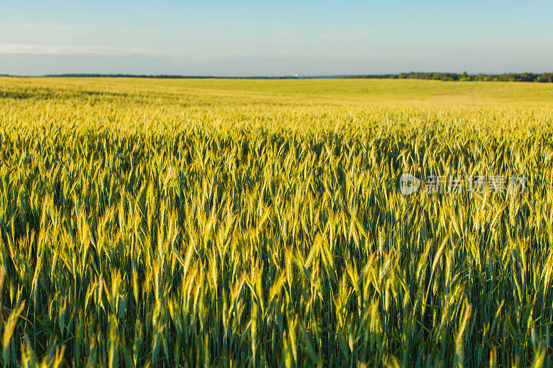 黄金时刻，田里种着小麦。黎明。农场。可持续发展。收成。成熟的黑麦。生食。夏天的日落。农业