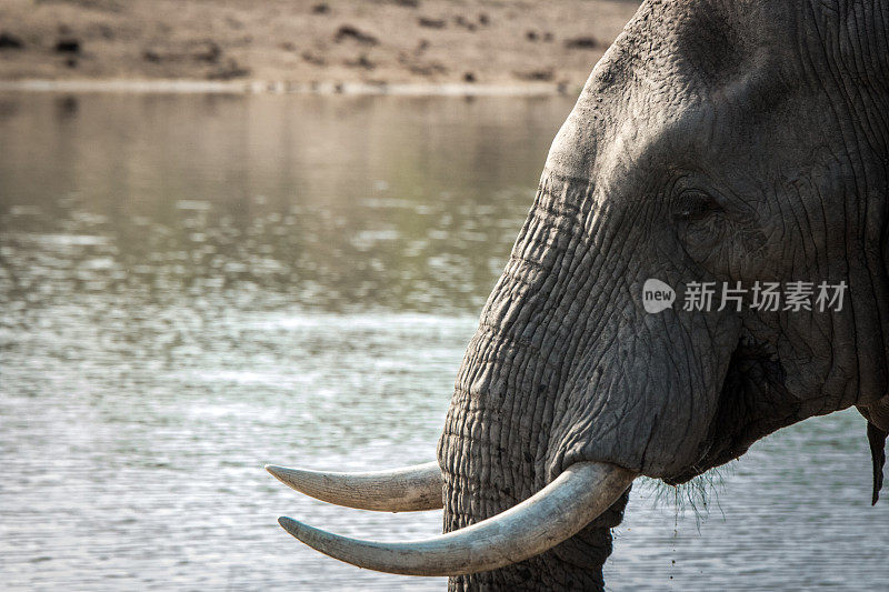 克鲁格国家公园一头大象的侧面照片。