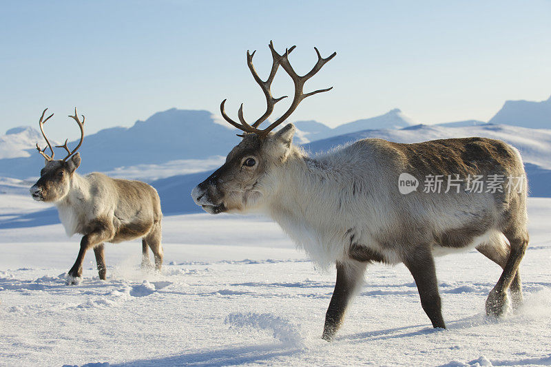 挪威北部特罗姆瑟地区自然环境中的驯鹿。