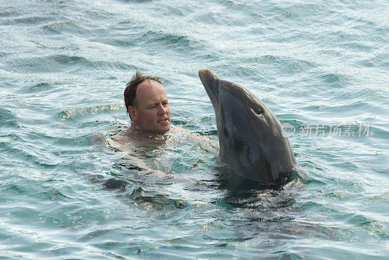 海豚游泳