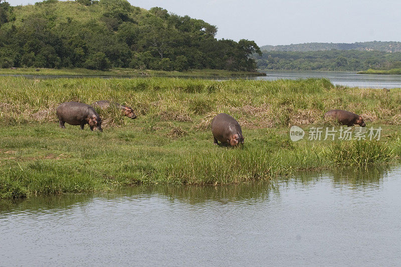 河马和尼罗河