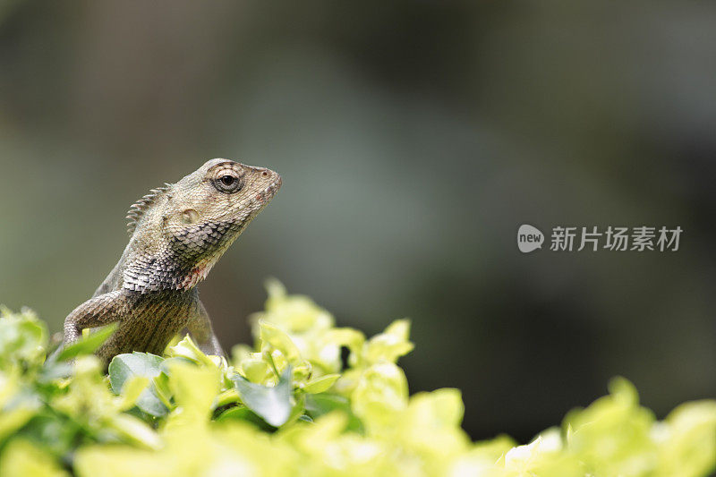 坐在植物茎上的变色龙