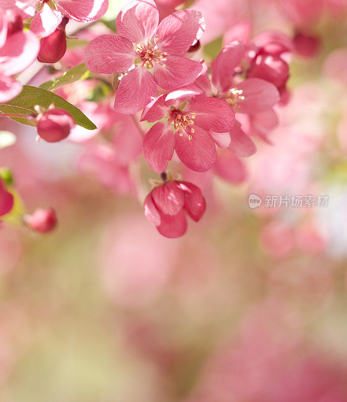 蟹苹果花