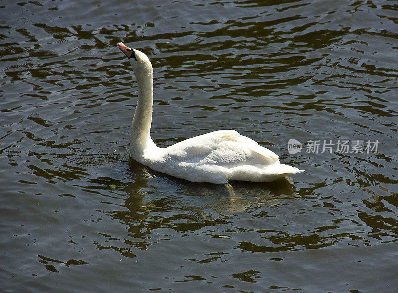 天鹅在布鲁日