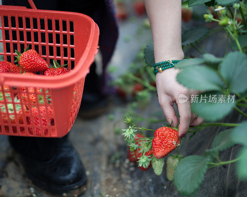 东方女孩在田里摘草莓