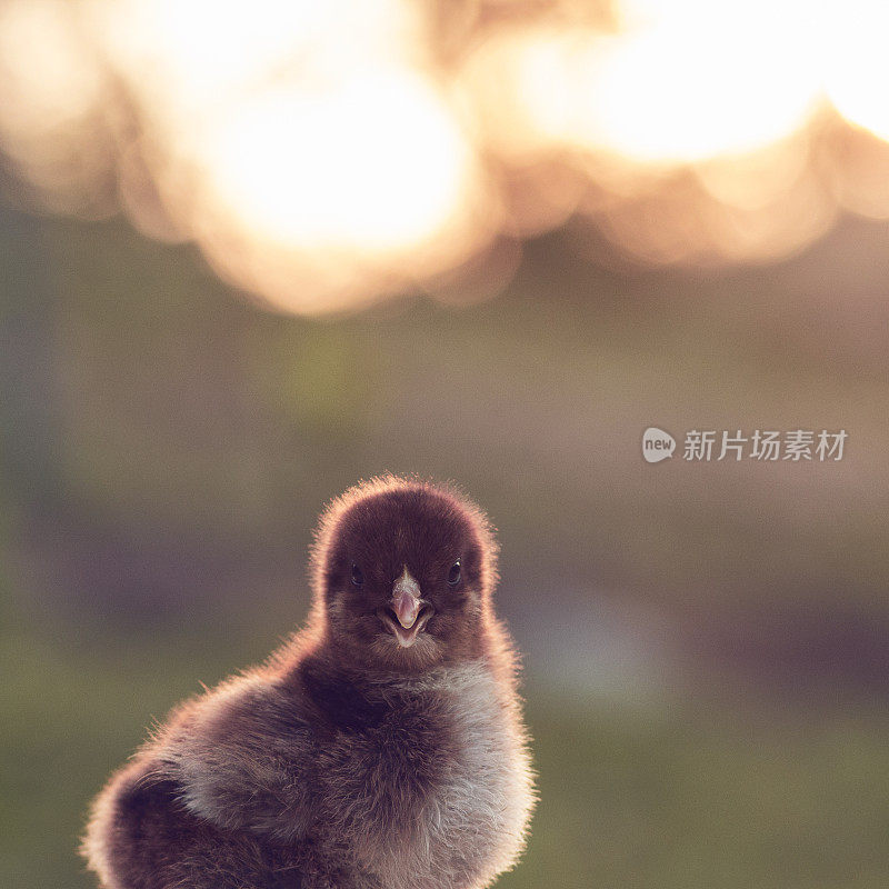 鹧鸪孵小鸡