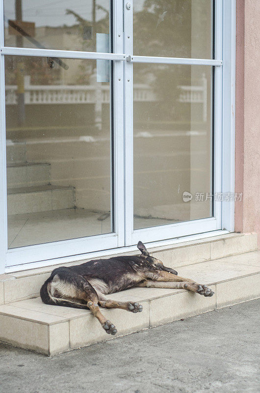流浪狗睡在店门口