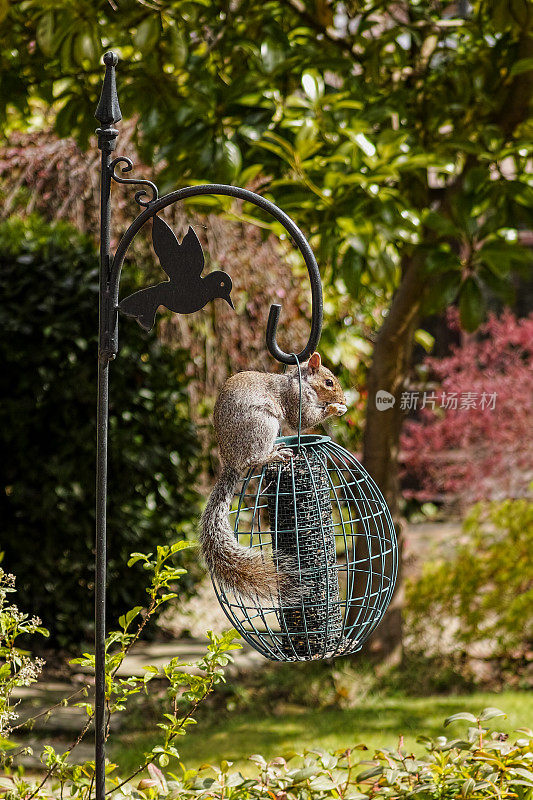 灰松鼠在花园的鸟类喂食器上吃种子。