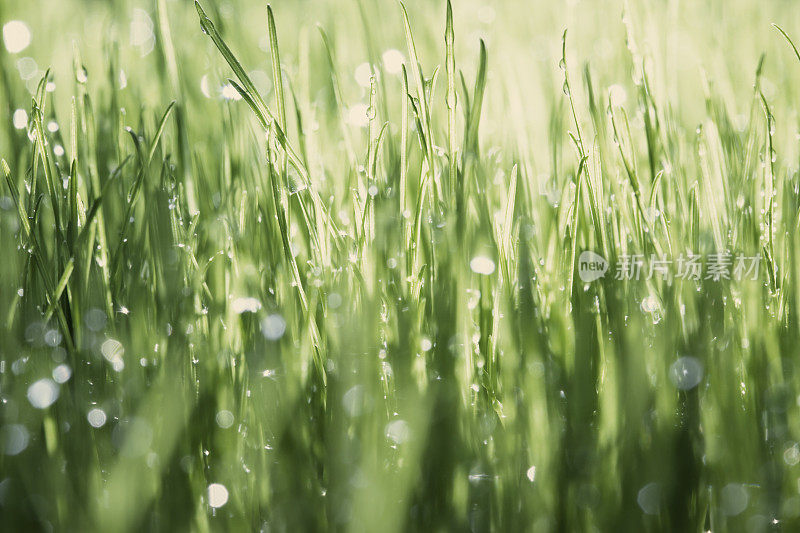 草背景与雨滴