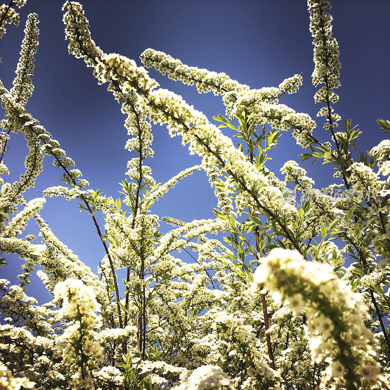 有花植物仰天俯视