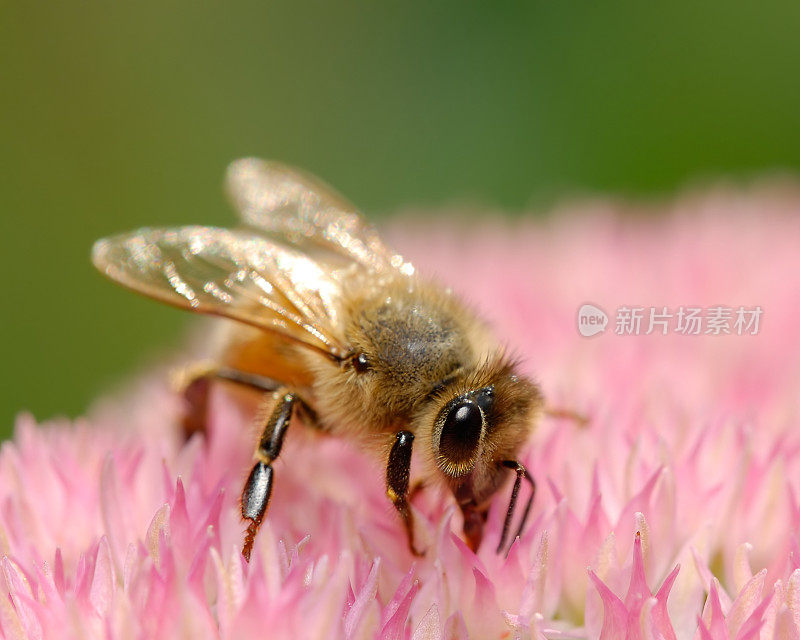 蜜蜂喜欢花