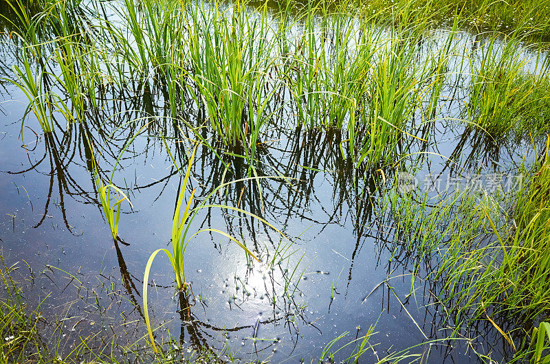 绿色的草白色的野花，深蓝色的天空倒映着水