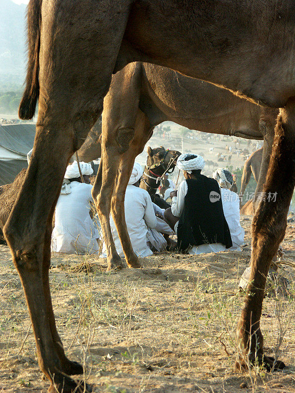 普什卡骆驼公平,拉贾斯坦邦,印度
