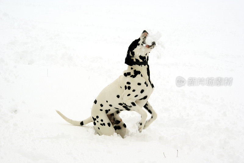斑点狗在玩雪球