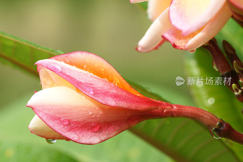 水滴在鸡蛋花