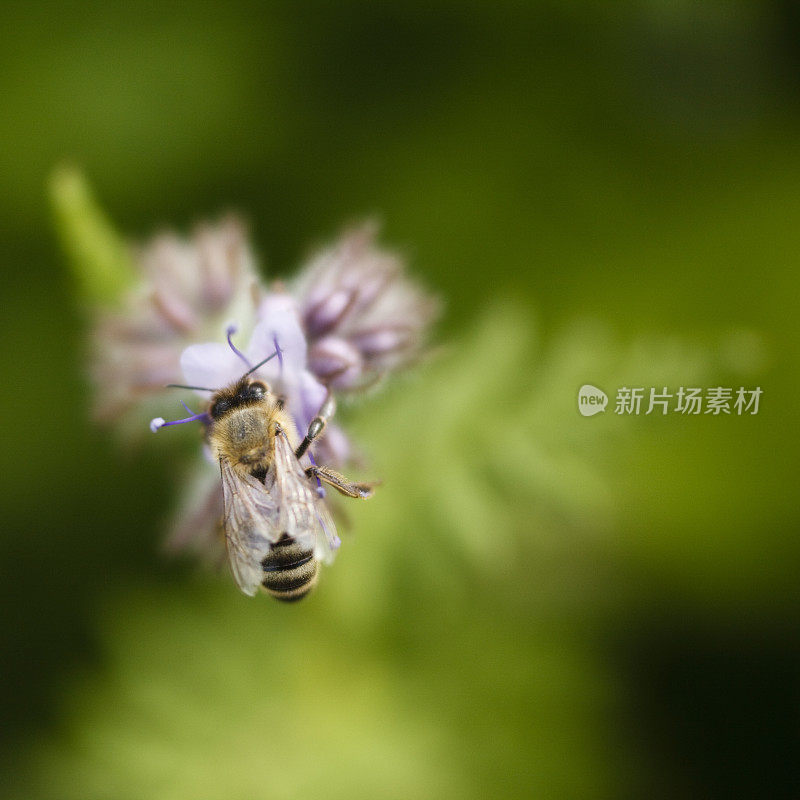 近距离的蜜蜂在蓝色的十字花上